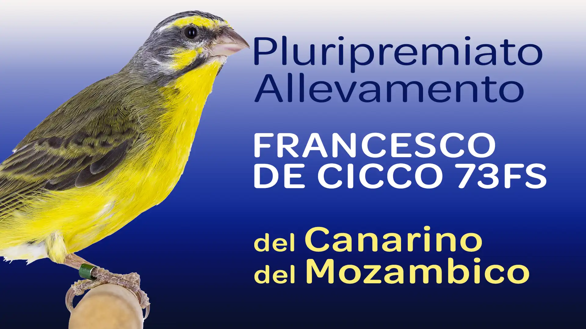 Allevamento del Canarino del Mozambico - Francesco De Cicco 73FS Allevamento del Canarino del Mozambico - Francesco De Cicco 73FS