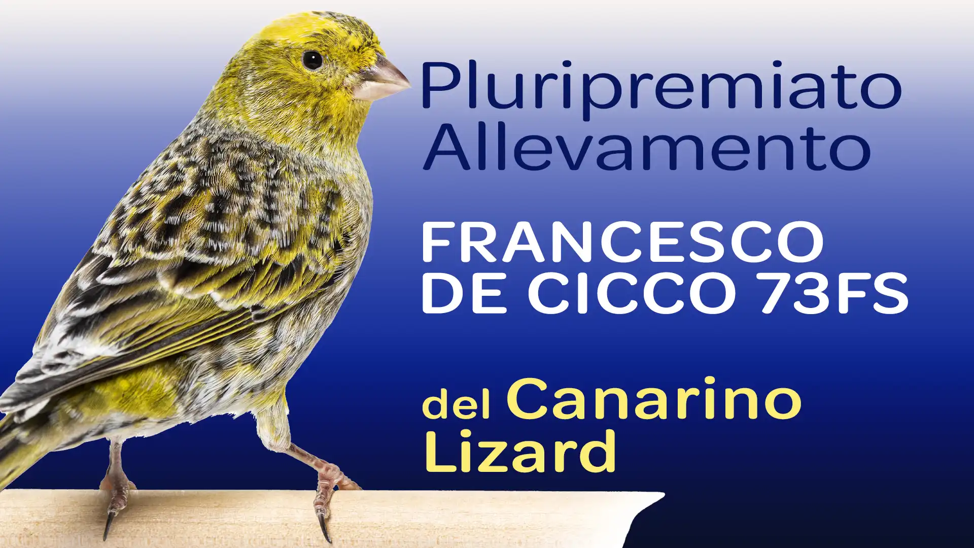 Allevamento Canarino Lizard - Francesco De Cicco 73FS