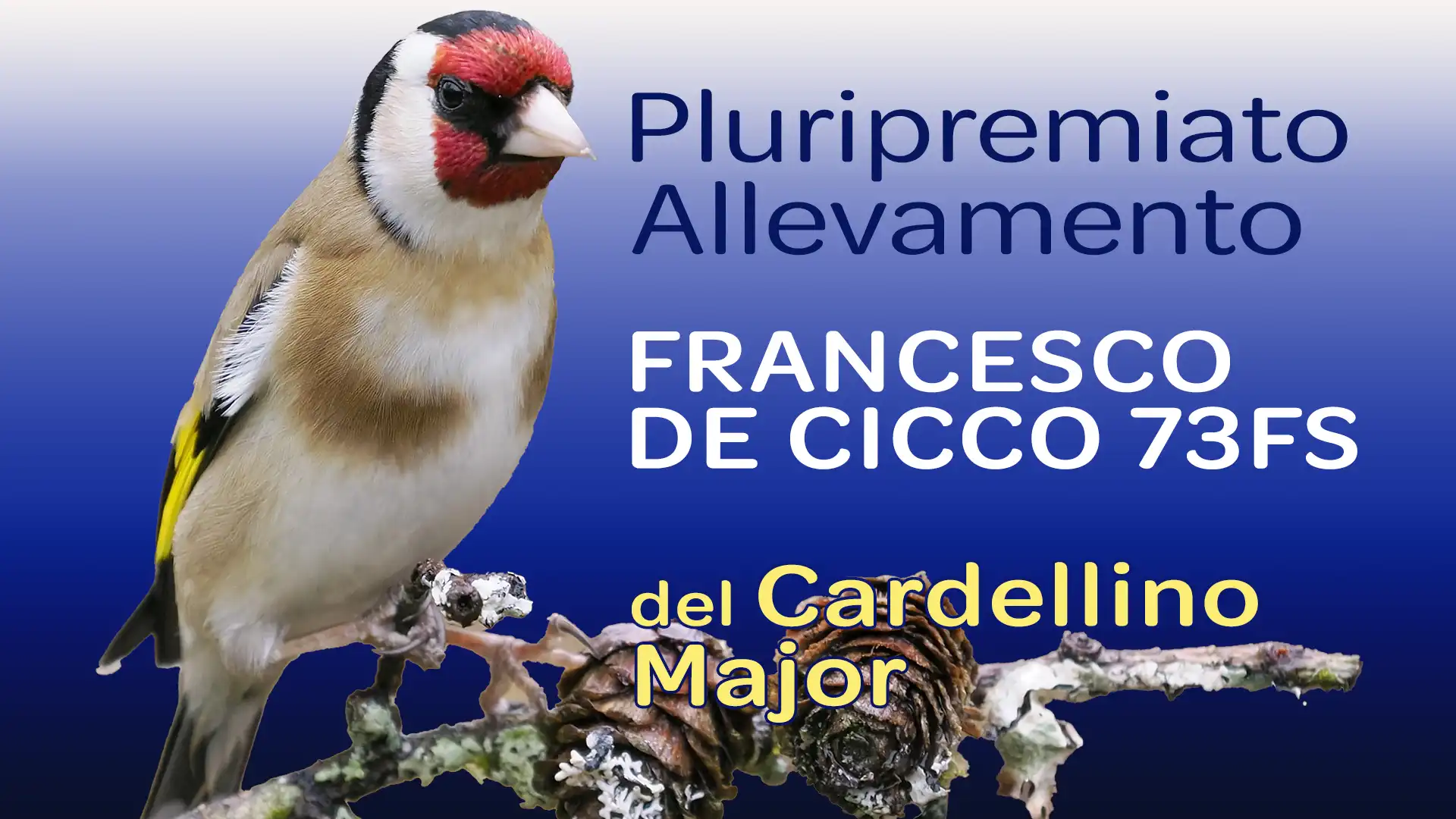 Allevamento del Cardellino Major - Francesco De Cicco 73FS Allevamento del Cardellino Major - Francesco De Cicco 73FS