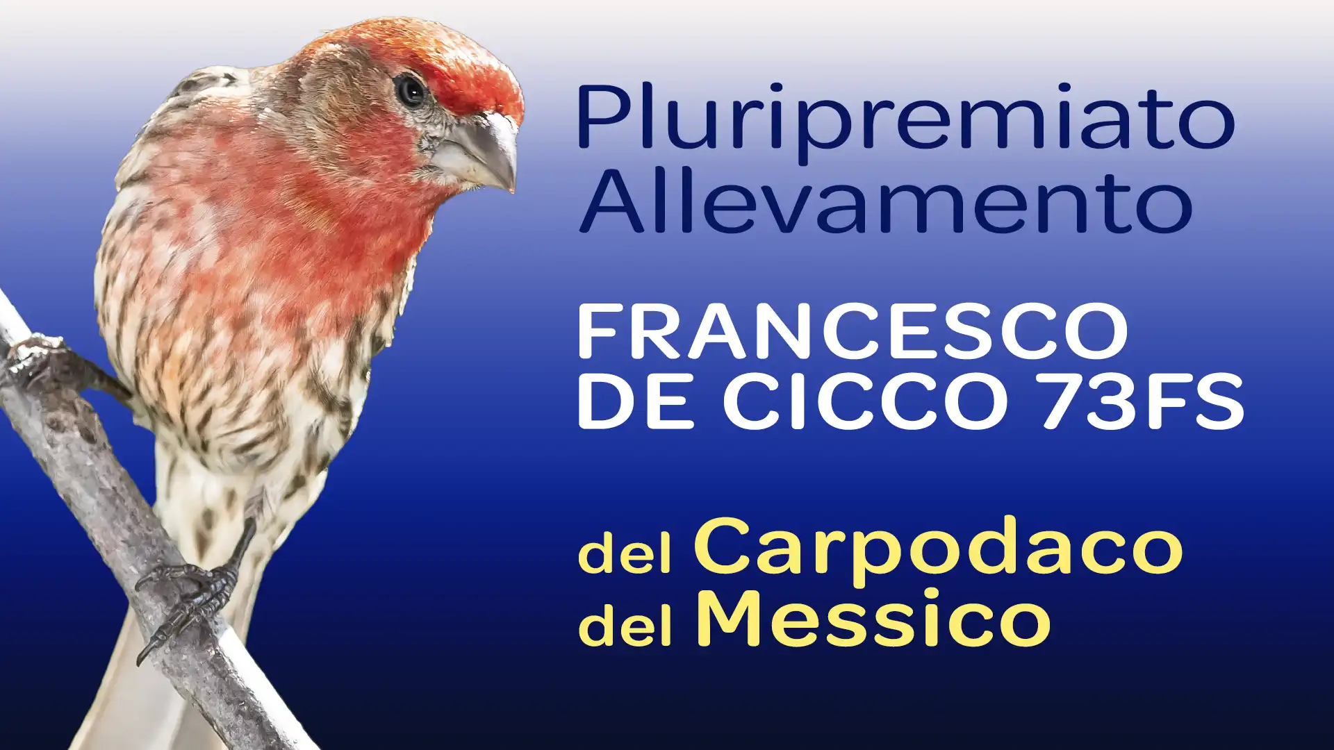 Allevamento del Carpodaco del Messico - Francesco De Cicco 73FS Allevamento del Carpodaco del Messico - Francesco De Cicco 73FS