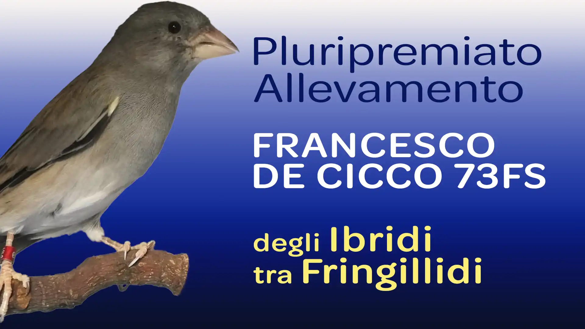 Allevamento degli Ibridi tra Fringillidi - Francesco De Cicco 73FS Allevamento degli Ibridi tra Fringillidi - Francesco De Cicco 73FS