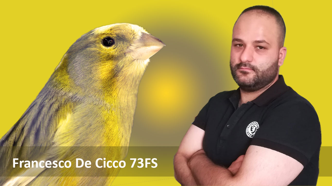 Allevamento degli Ibridi tra Fringillidi - Francesco De Cicco 73FS