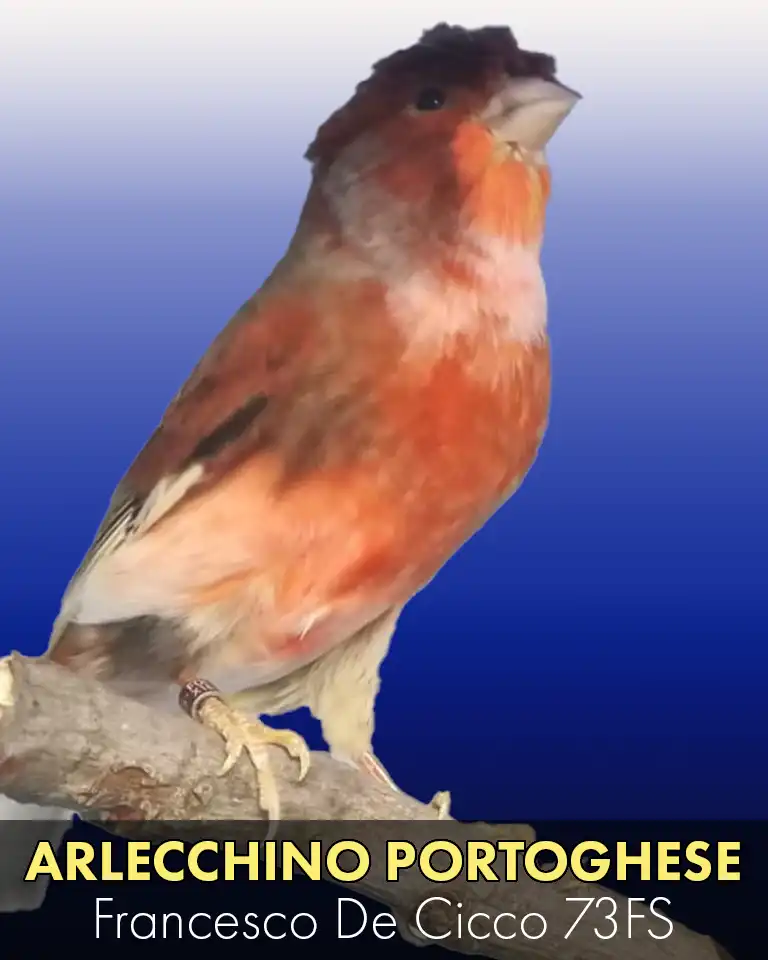 Allevamento del Canarino Arlecchino Portoghese
