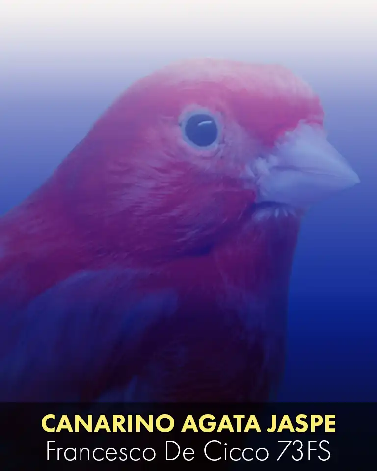 Allevamento del Canarino Agata Jaspe Rosso