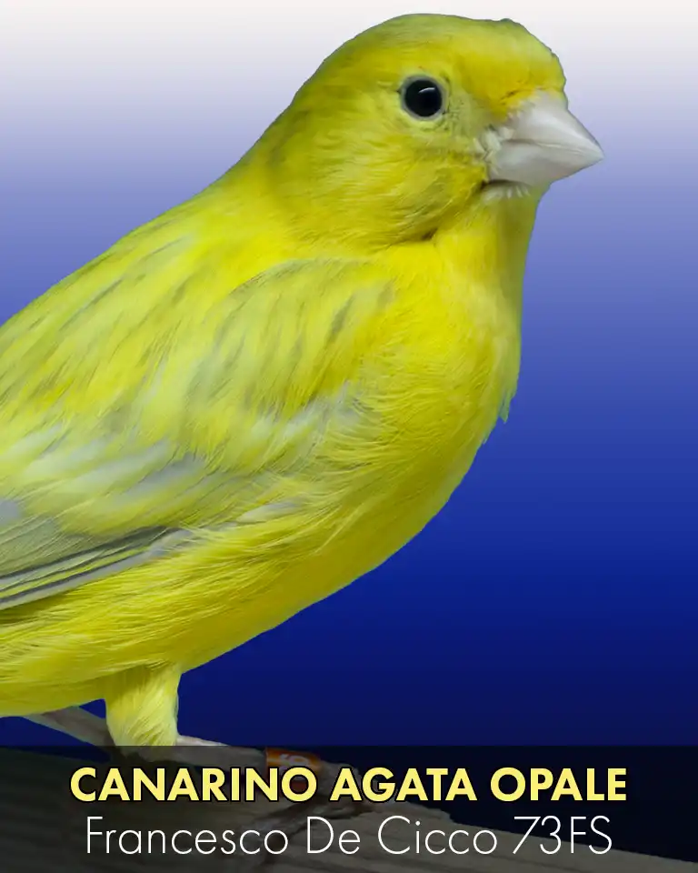 Allevamento del Canarino Agata Opale Giallo