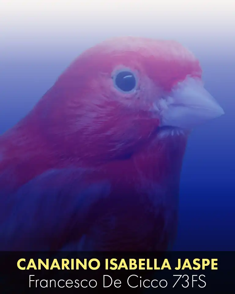 Allevamento del Canarino Isabella Jaspe Rosso