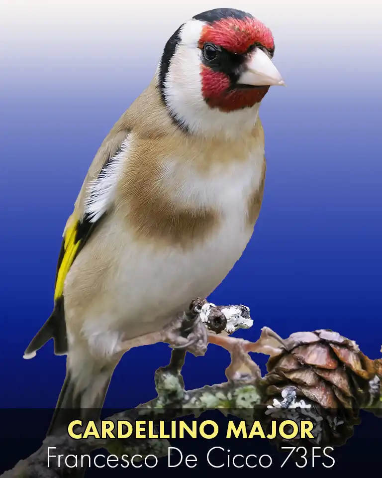 Allevamento del Cardellino Major