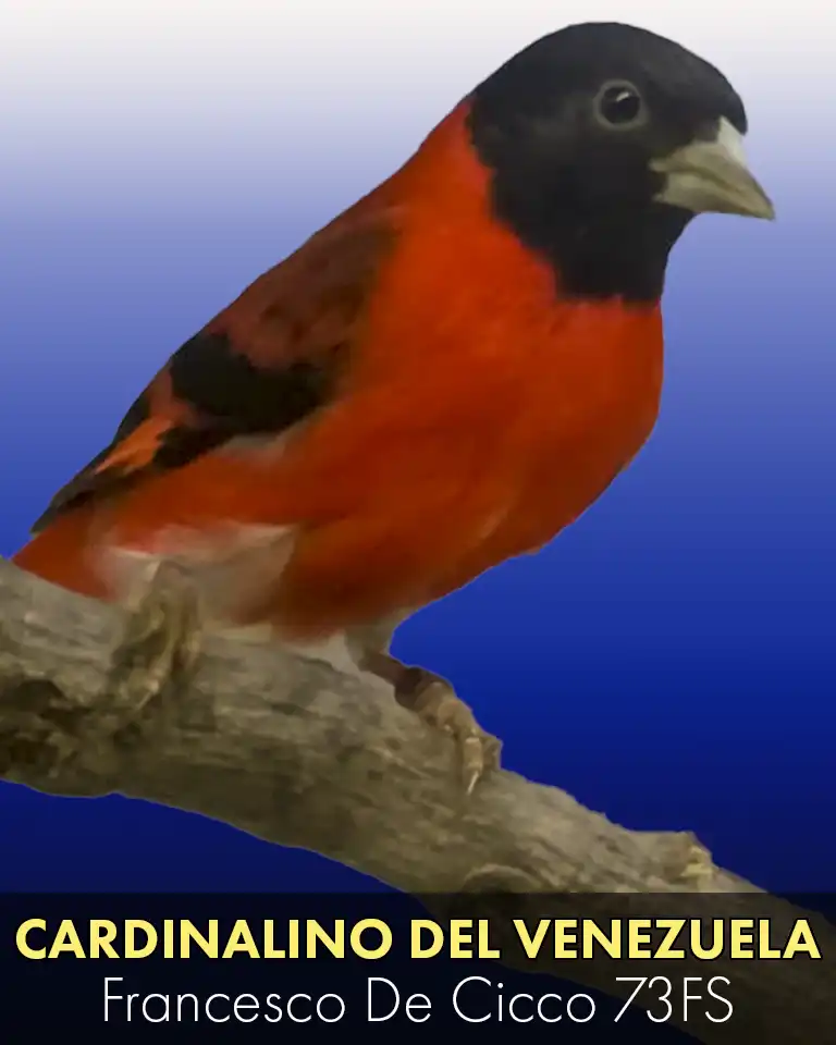 Allevamento del Cardinalino del Venezuela