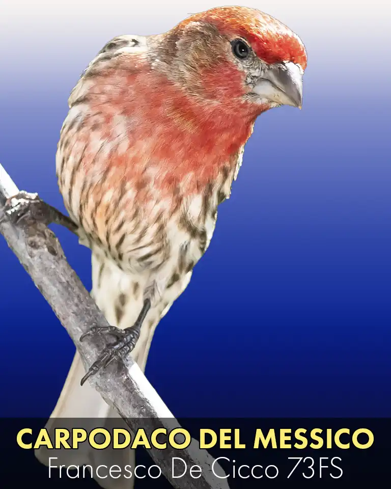 Allevamento del Carpodaco del Messico