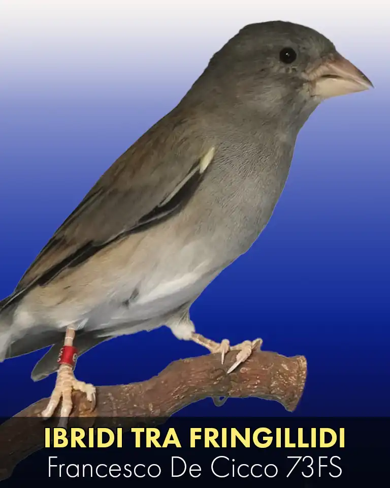 Allevamento degli Ibridi tra Fringillidi