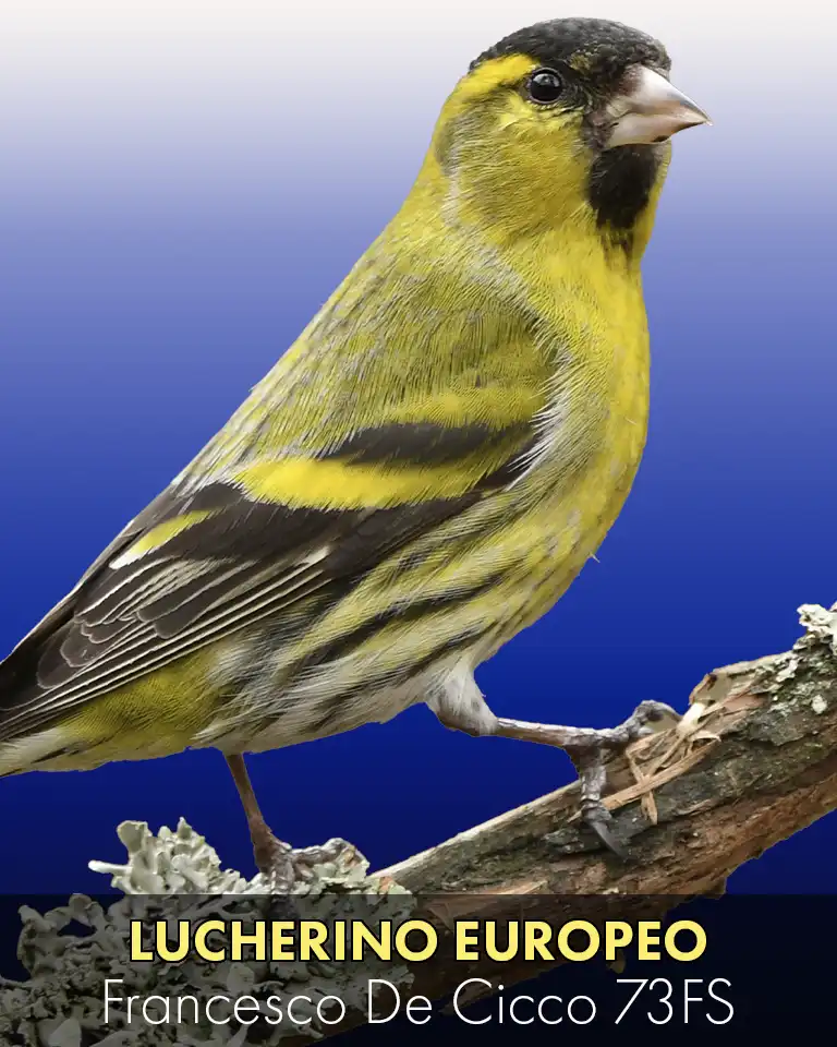 Allevamento del Lucherino Eurasiatico