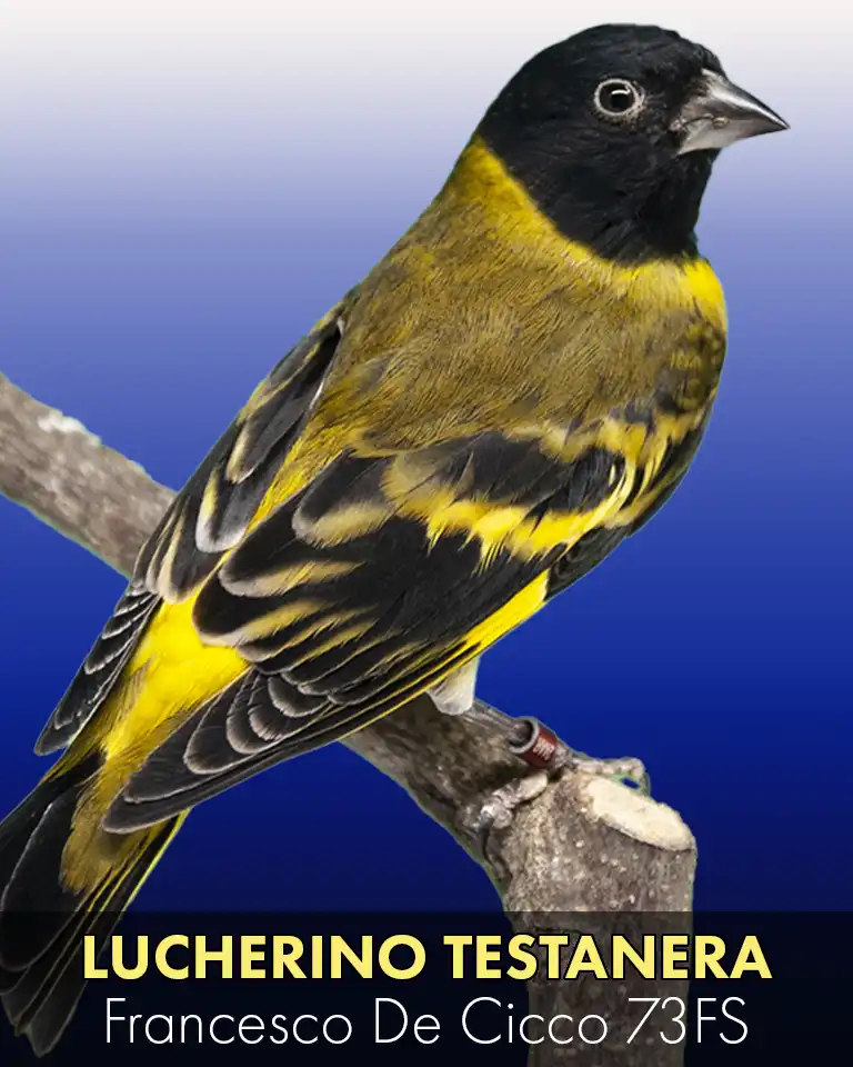 Allevamento del Lucherino Testa Nera