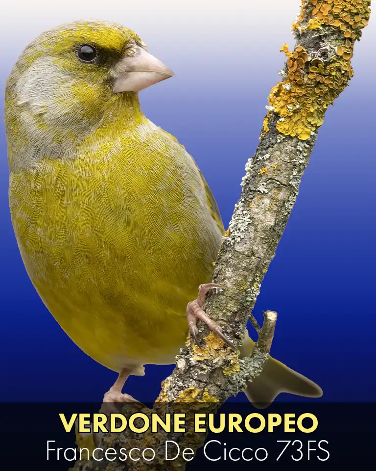 Allevamento del Verdone