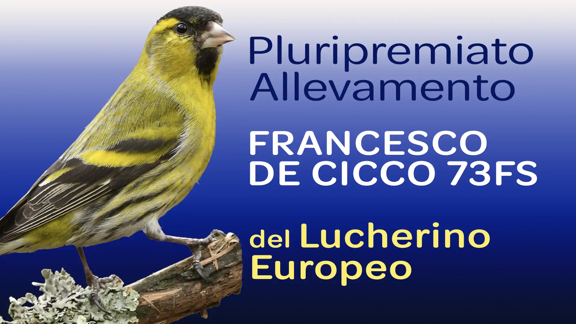 Allevamento del Lucherino Europeo - Francesco De Cicco 73FS Allevamento del Lucherino Europeo - Francesco De Cicco 73FS
