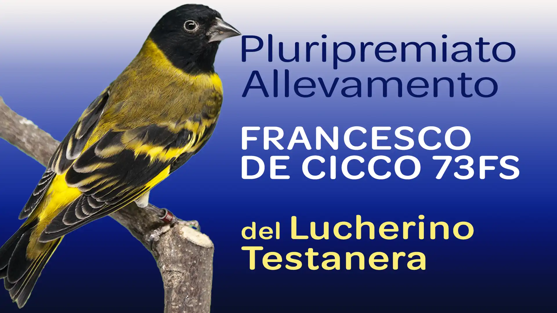 Allevamento del Lucherino Testa Nera - Francesco De Cicco 73FS Allevamento del Lucherino Testa Nera - Francesco De Cicco 73FS