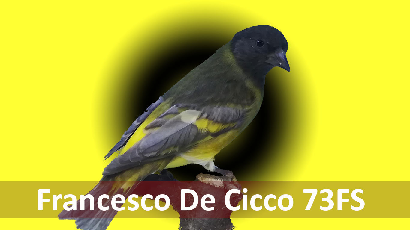 Allevamento del Lucherino Testa Nera