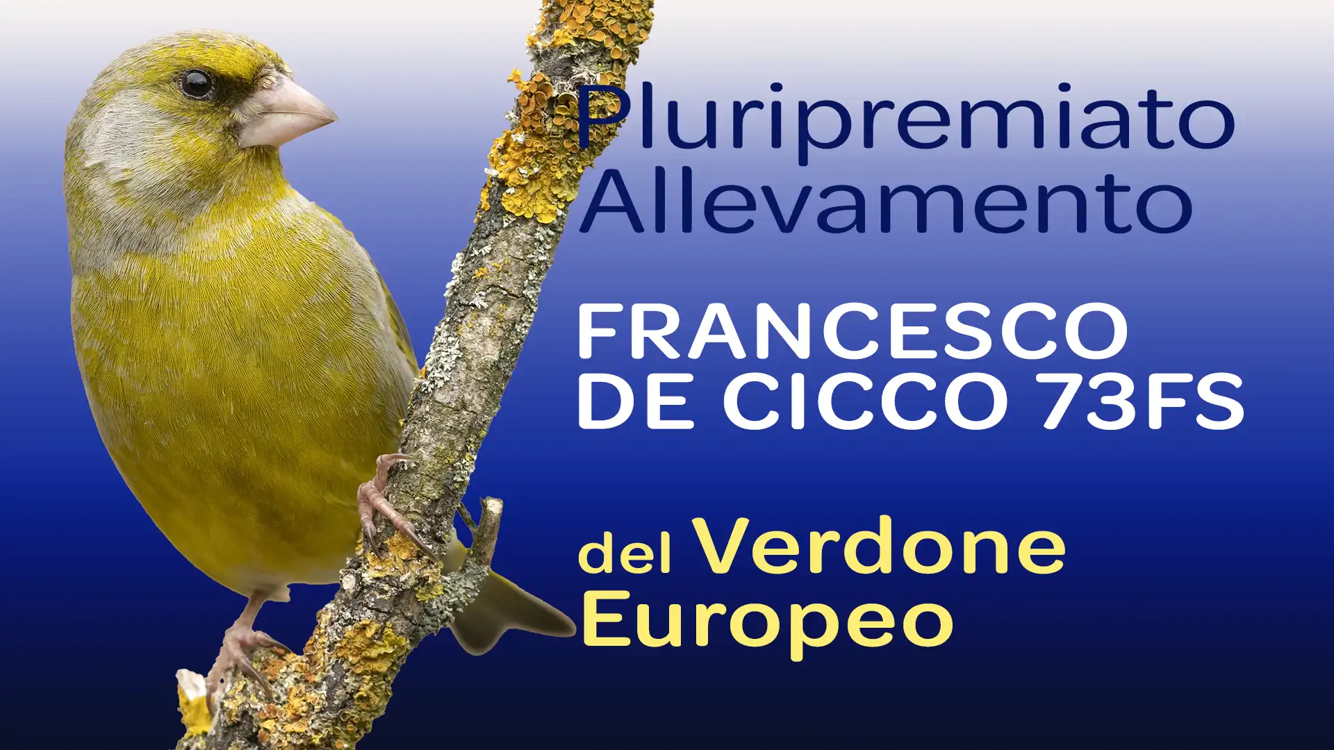 Allevamento del Verdone - Francesco De Cicco 73FS Allevamento del Verdone - Francesco De Cicco 73FS