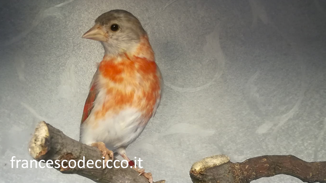 Cardinalino del Venezuela Ancestrale Femmina