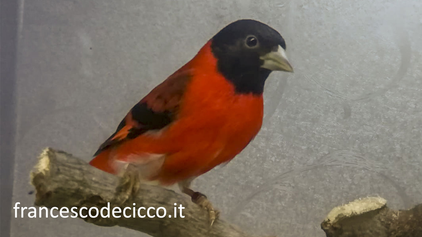 Cardinalino del Venezuela Ancestrale Maschio
