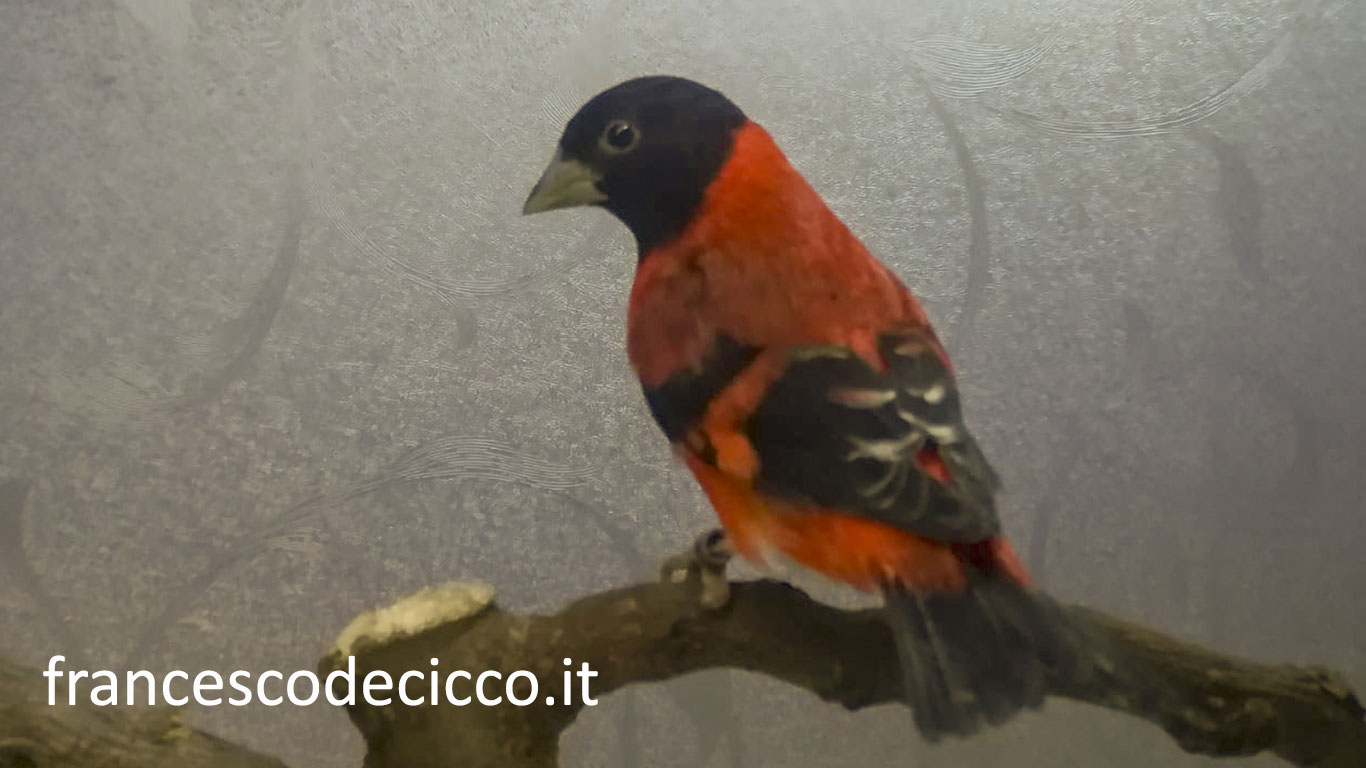 Cardinalino del Venezuela Ancestrale Maschio