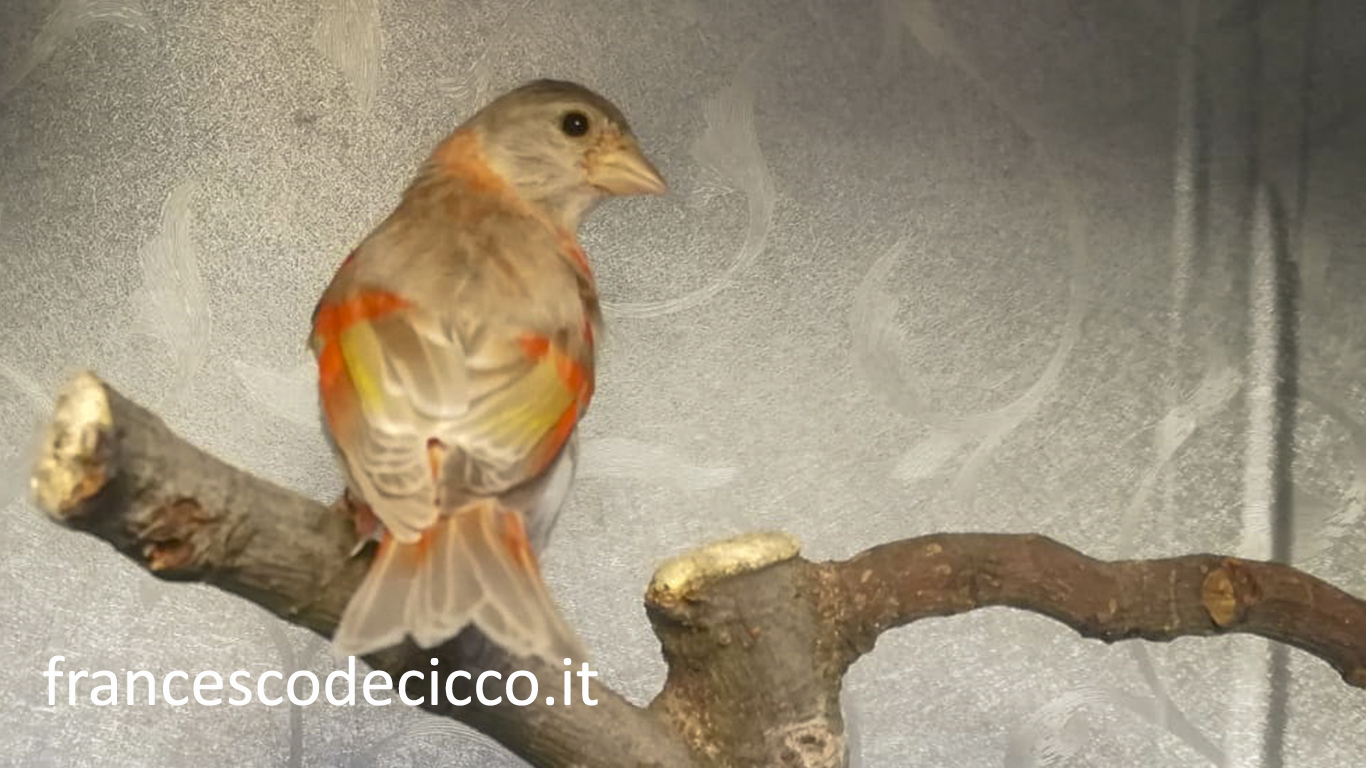 Cardinalino del Venezuela Bruno Pastello Femmina