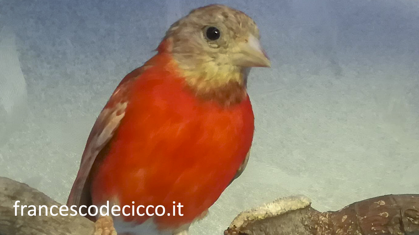 Cardinalino del Venezuela Diluito Doppio Fattore Maschio