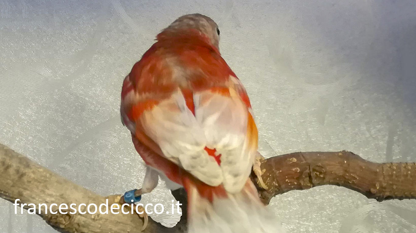 Cardinalino del Venezuela Diluito Doppio Fattore Maschio