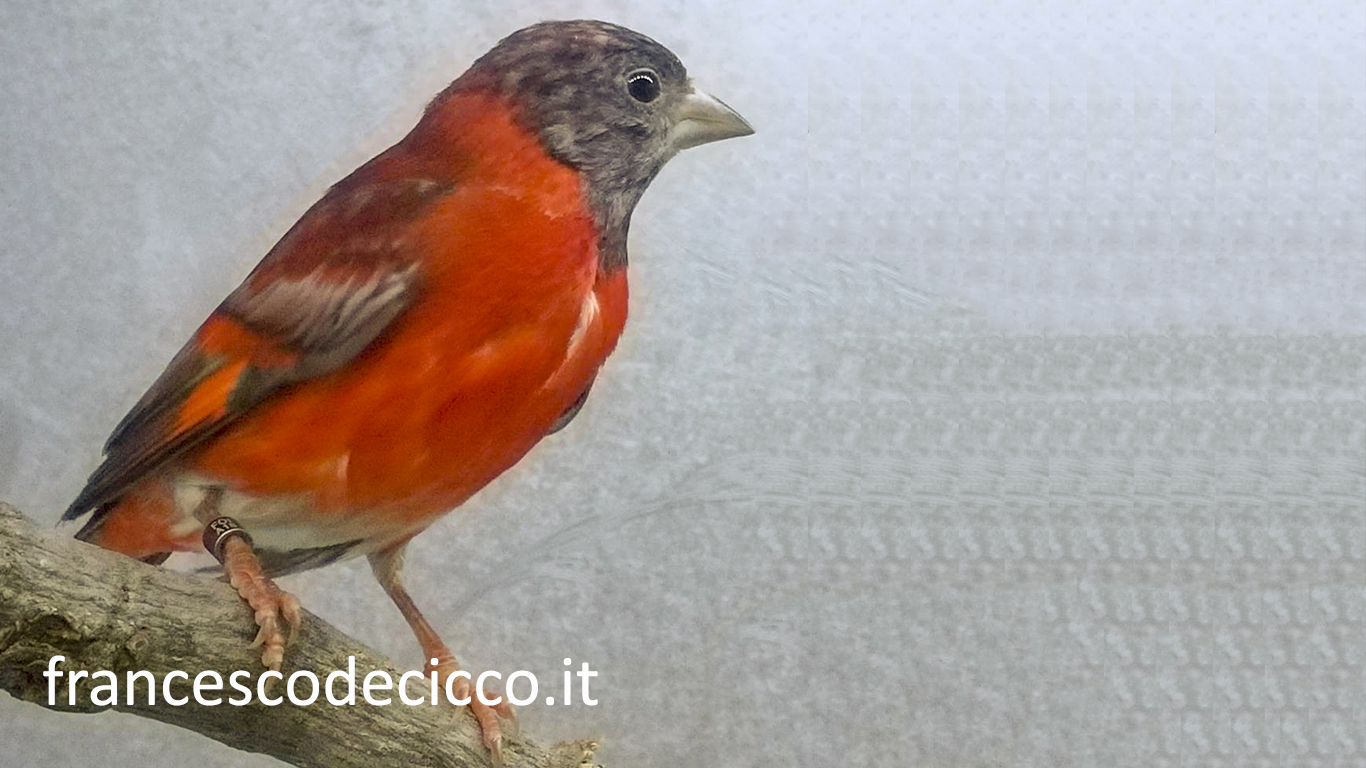 Cardinalino del Venezuela Diluito Singolo Fattore Maschio