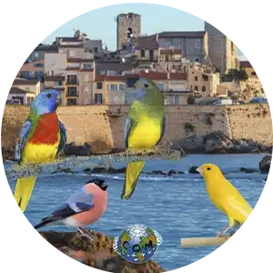 Campionato Internazionale della Costa Azzurra "Antibes"