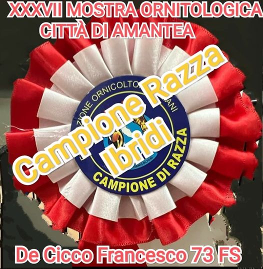 Risultati della Mostra Ornitologica Città di Amantea 2023 - Campione Razza