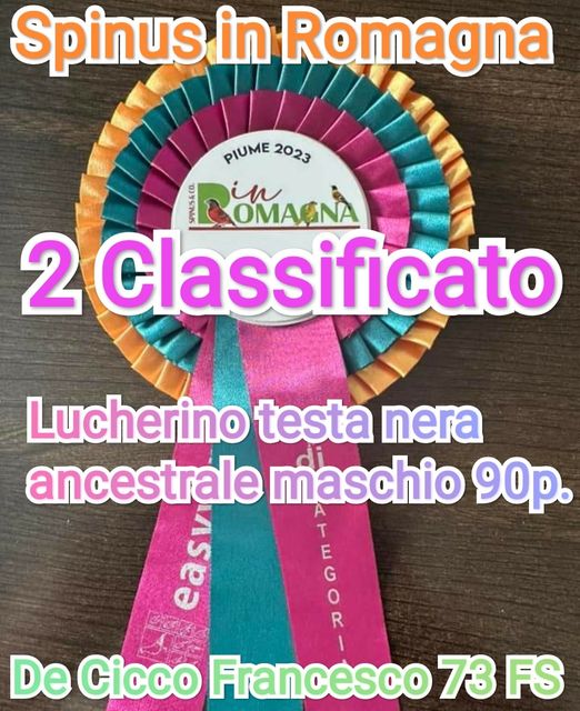 Risultati della Mostra Specialistica Spinus in Romagna 2023