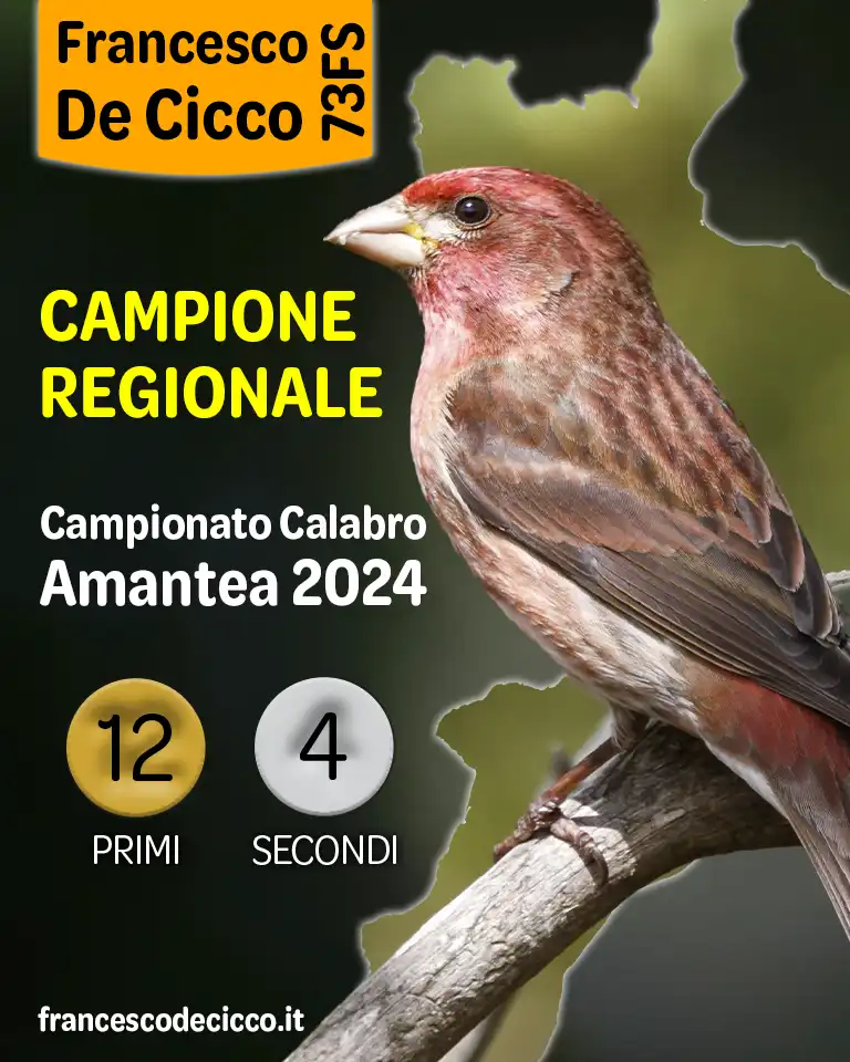 Risultati del Campionato Regionale Calabro 2024