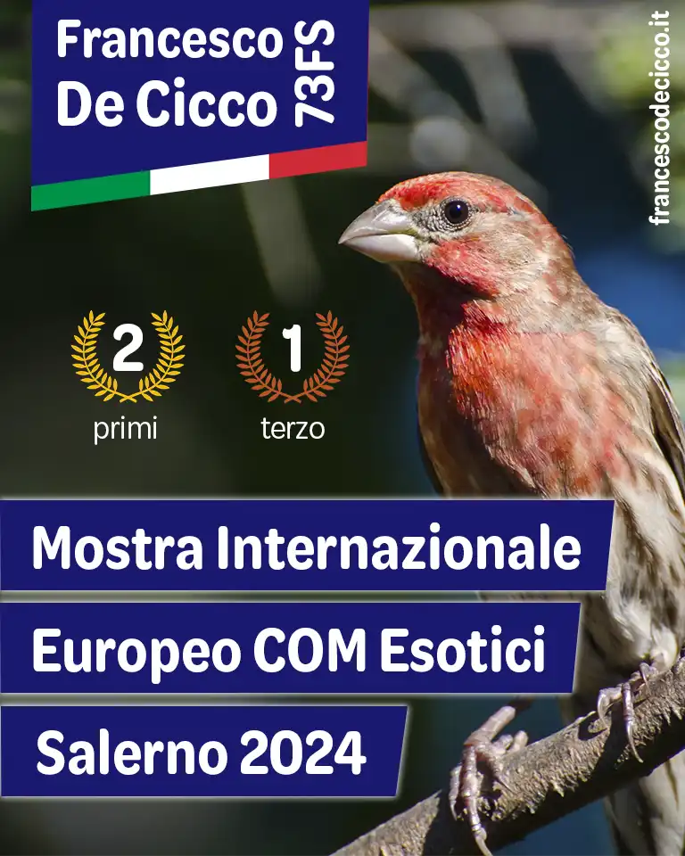 Risultati della Mostra Internazionale di Salerno