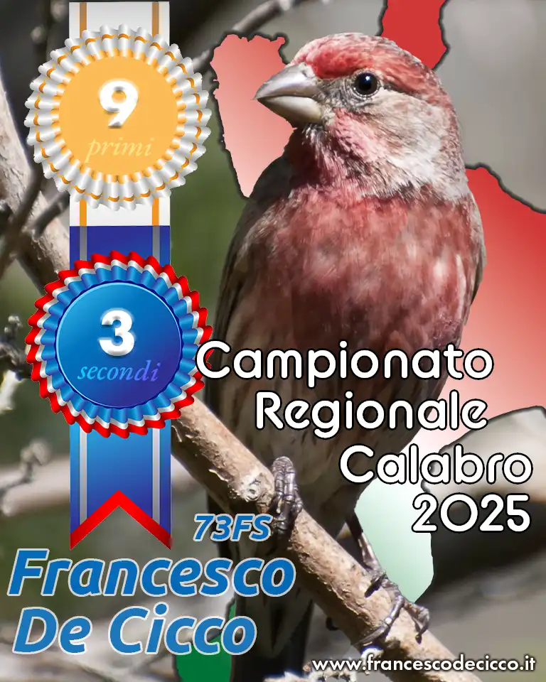 Risultati del Campionato Regionale Calabro 2025