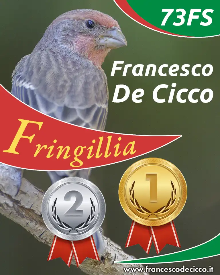 Risultati della Mostra Specialistica di Fringillia