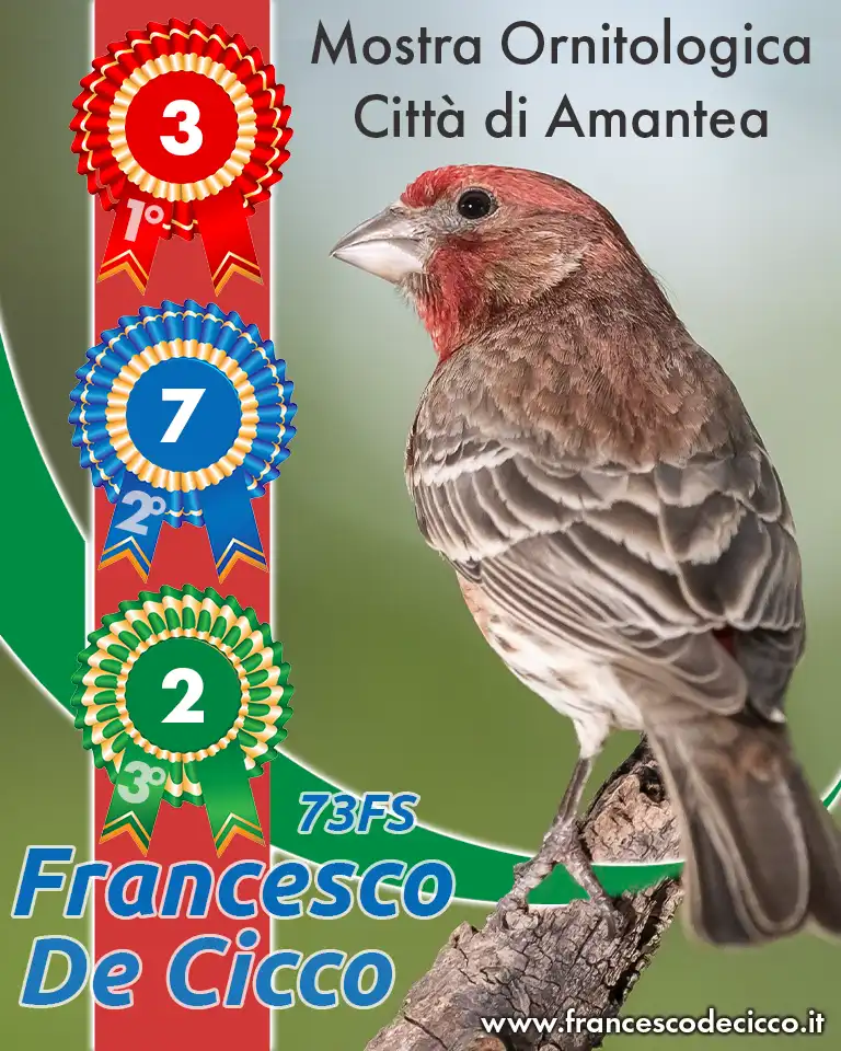 Risultati della Mostra Ornitologica Città di Amantea
